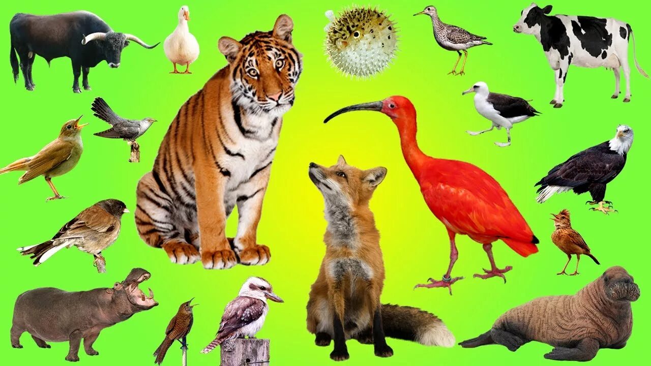 Kids box wild animals