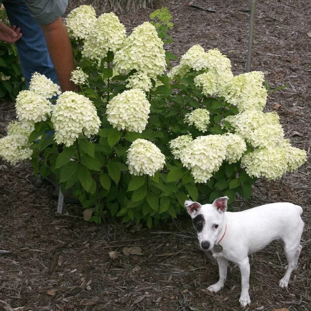 Карликовые сорта гортензий. Метельчатая little Lime.