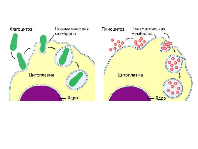 Фагоцитоз в каких клетках животных. Фагоцитоз и пиноцитоз в мембране. фагоцитоз мембрана строение. схема эндоцитоз пиноцитоз. схема фагоцитоза клетки.