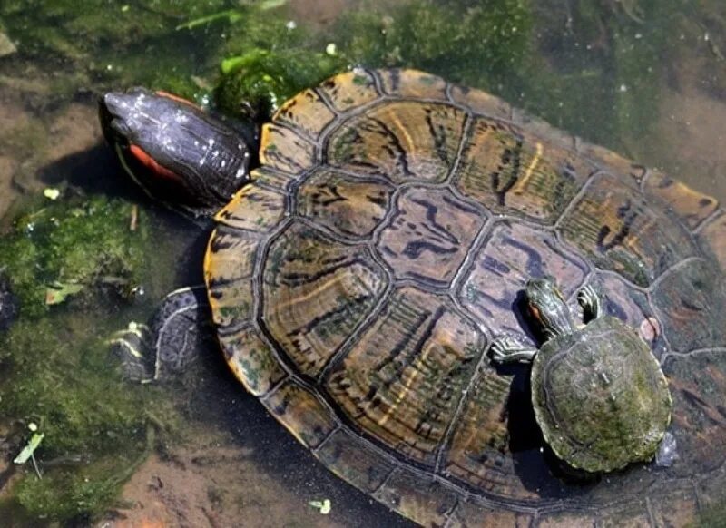 Красноухая черепаха каких размеров. Красноухая Болотная черепаха. Красноухая Пресноводная черепаха. Гигантская красноухая черепаха. Самая большая красноухая черепаха.