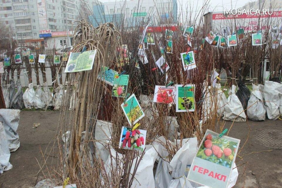 Садовая ярмарка. Поселок плодовый Ульяновск. Розы в апреле.