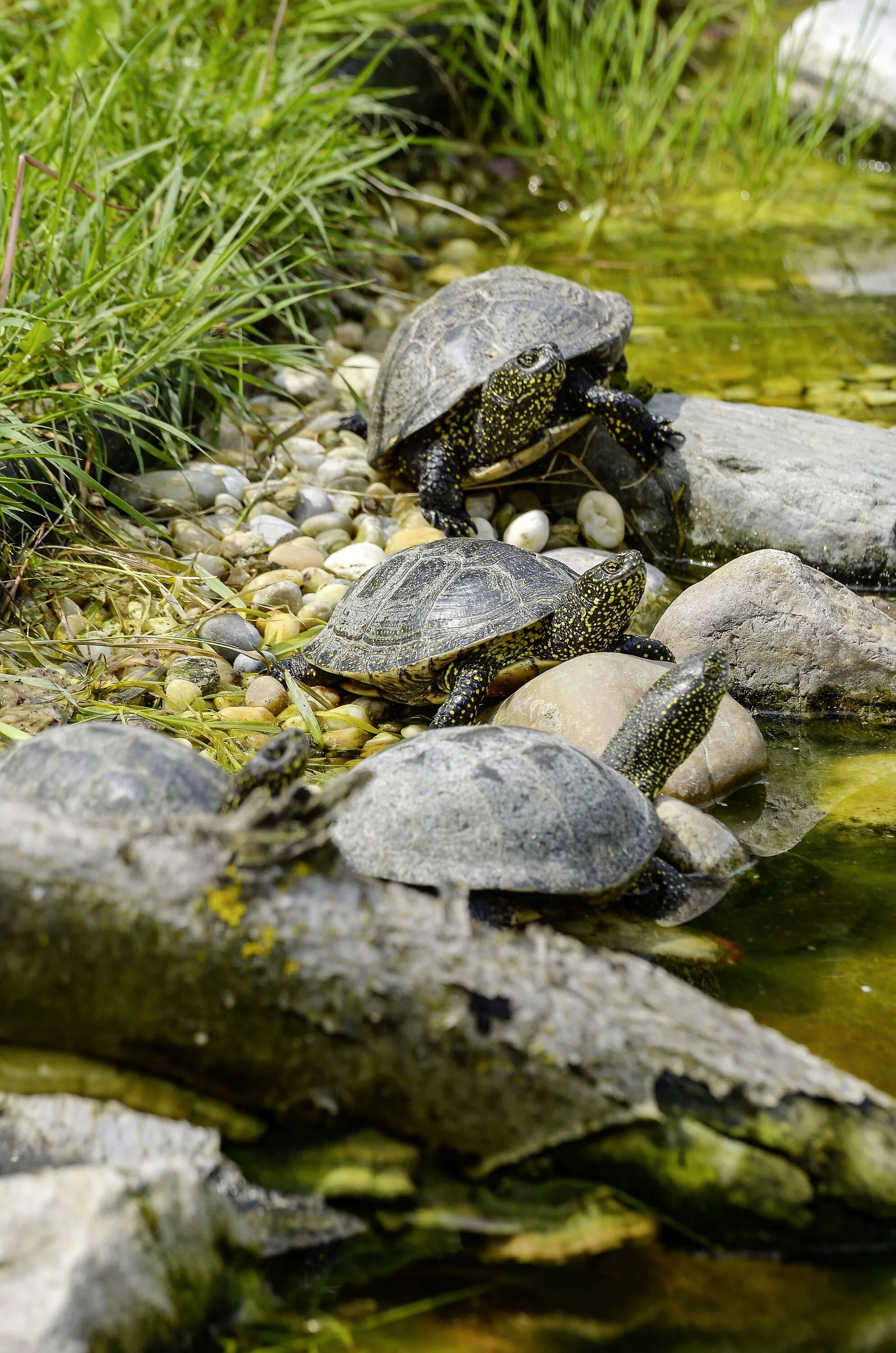 Черепахи весной. Европейская Болотная черепаха. Черепашата Болотной черепахи. Европейская Болотная черепаха (Emys orbicularis). Болотная черепаха панцирь.