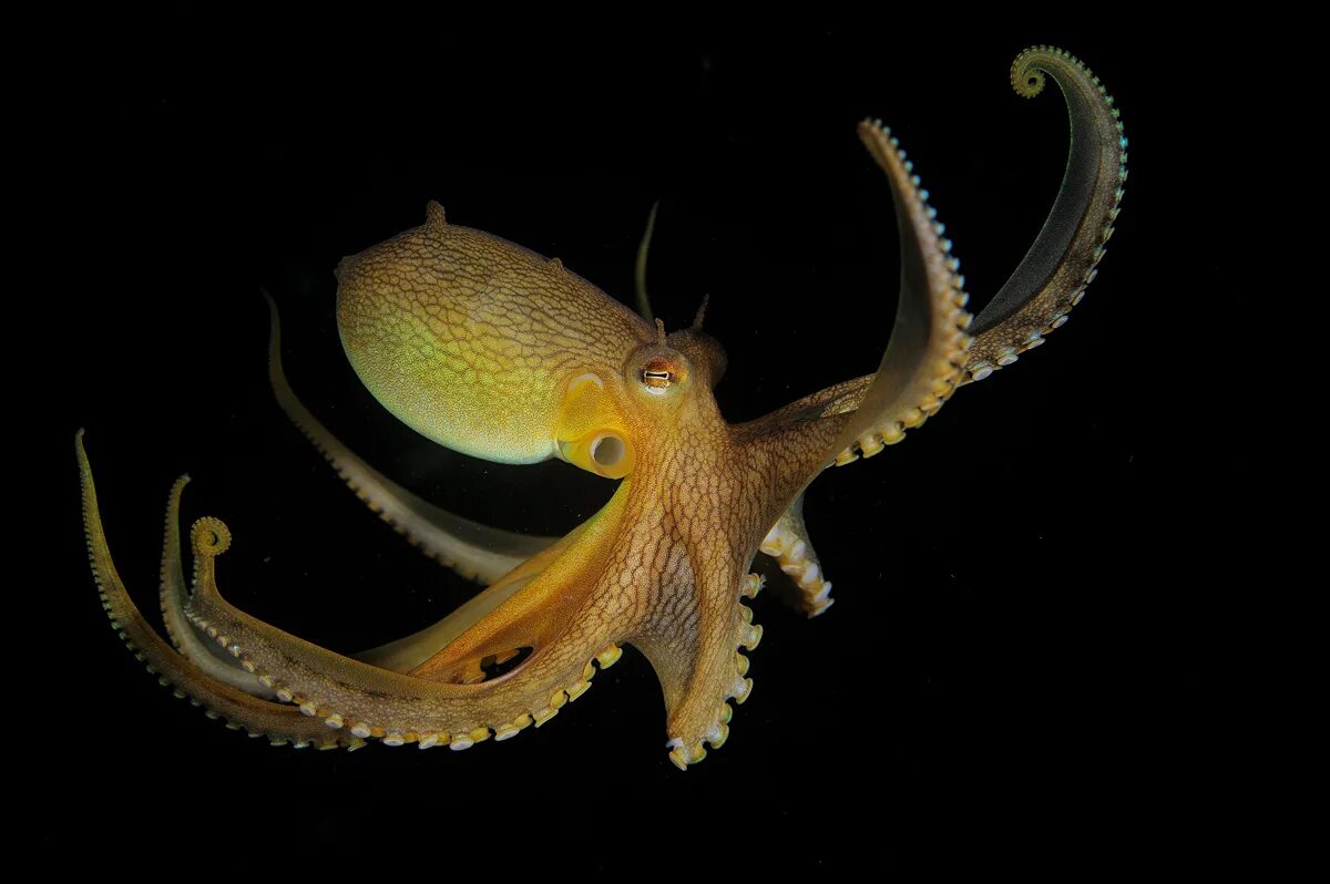 Головоногие голова. Amphioctopus marginatus. Длиннощупальцевый Спрут. Длиннощупальцевый осьминог. Кокосовый осьминог (Coconut Octopus).