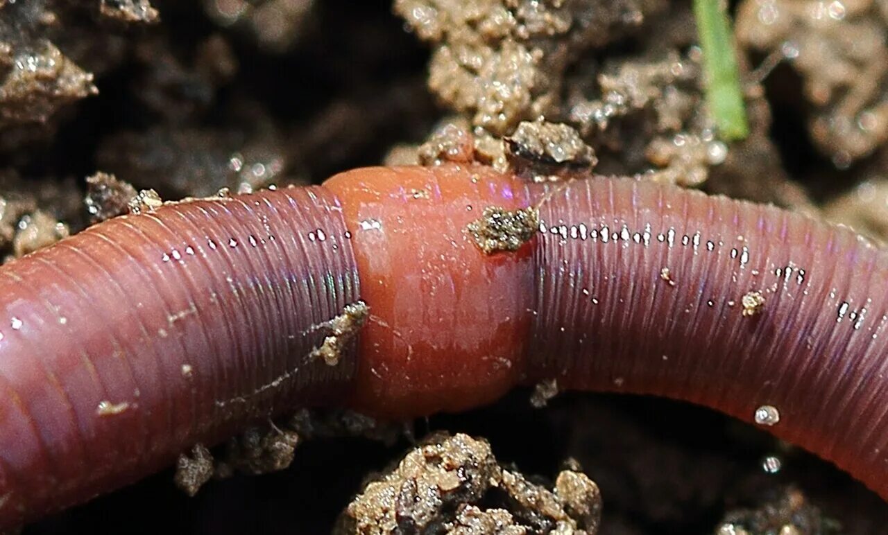 Щетинки дождевого червя. Червь Земляной (Lumbricus terrestris). Кольчатые черви дождевые.