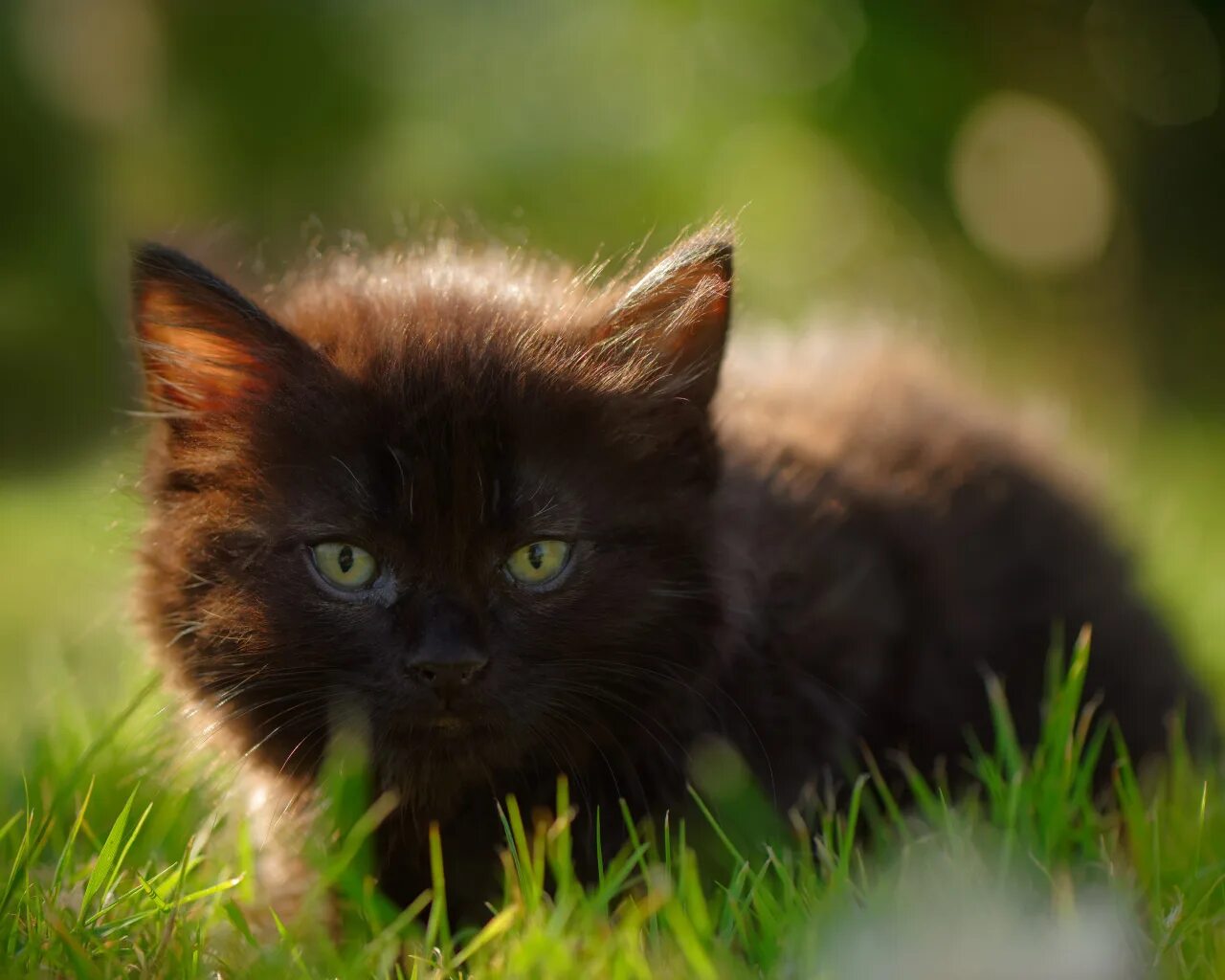 Лесной полосатый кот. Нибелунг (порода кошек). Пушистую с зелеными глазами. Рыжий котик. Норвежский лесной кот серый.
