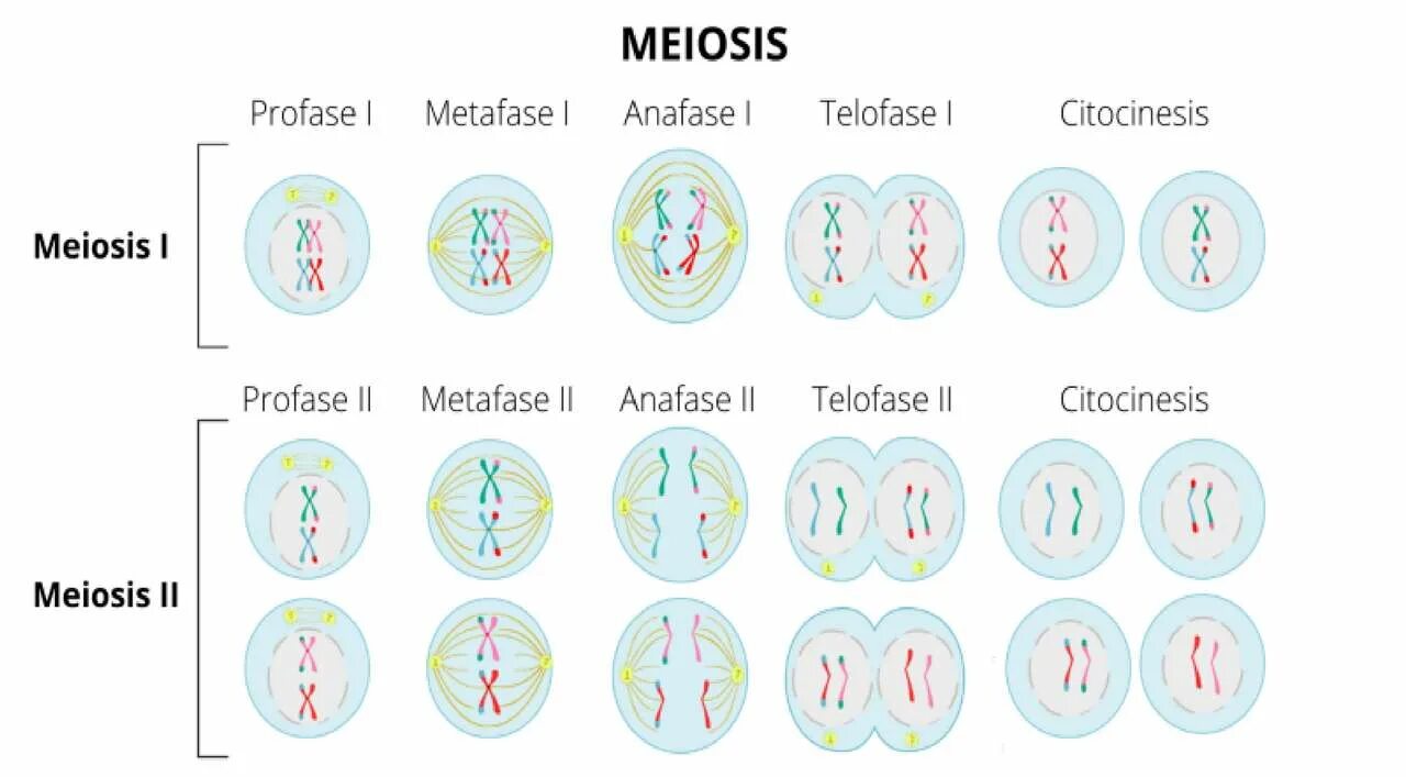 Meiosis. Phases of Meiosis. Meiosis Stages. Mitosis Stages.