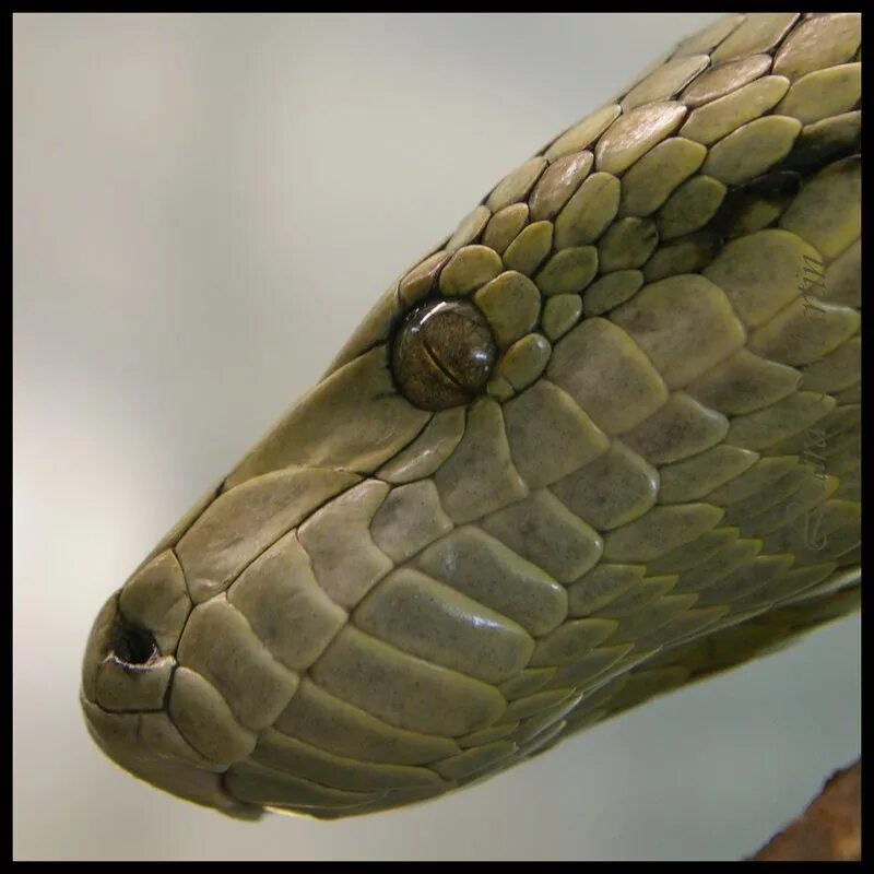 Какой элемент инфраглаза змеи выполняет. Глаза змей. Веки змеи. Какие глаза у змей. Змея взгляд.
