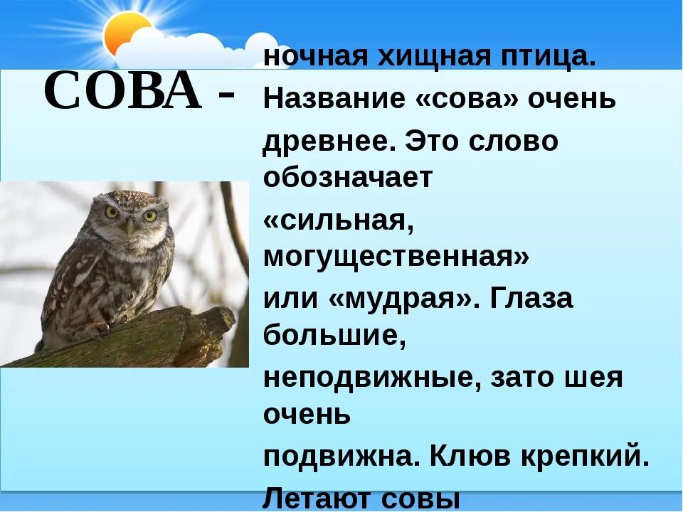Рассказать про сову
