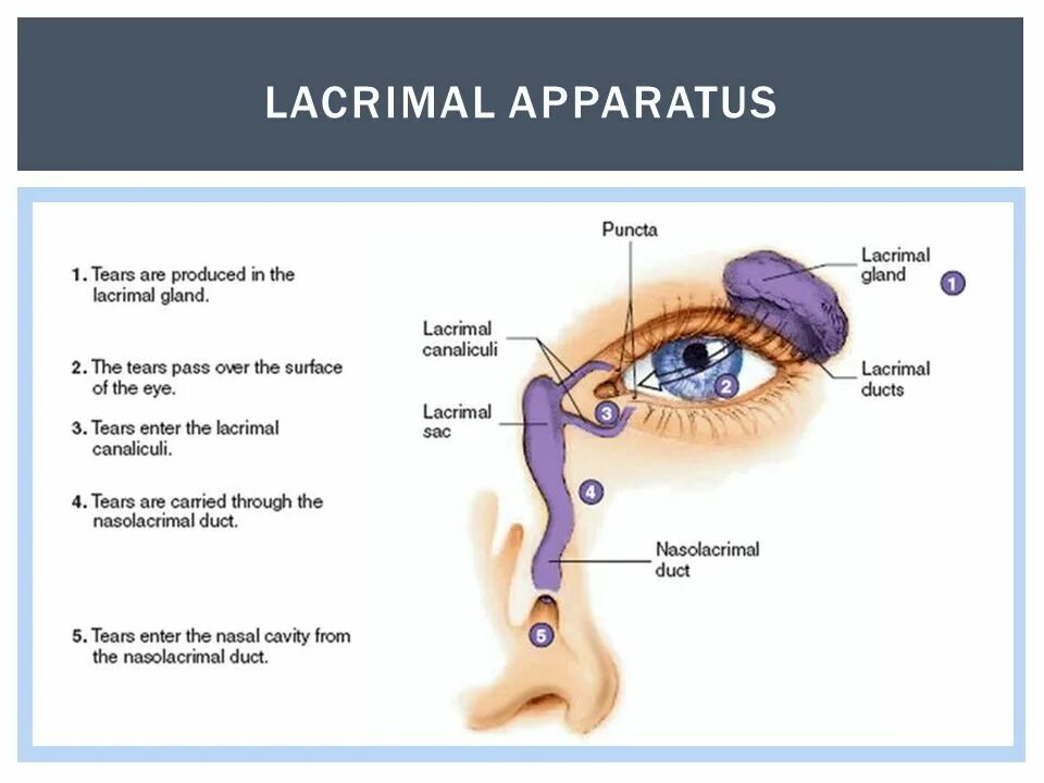 Tear me перевод. Lacrimal apparatus Valves.