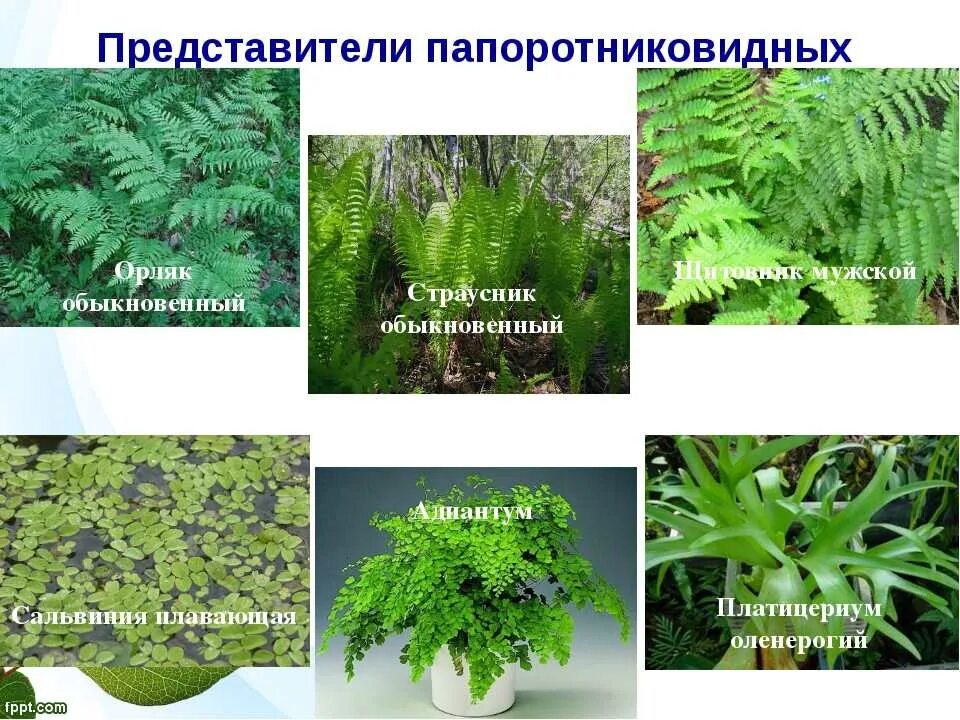 Отдел папоротникообразные представители. Папоротник страусник корневище. 3 растения папоротниковидные. представители папоротникообразных. папоротник орляк отличия.