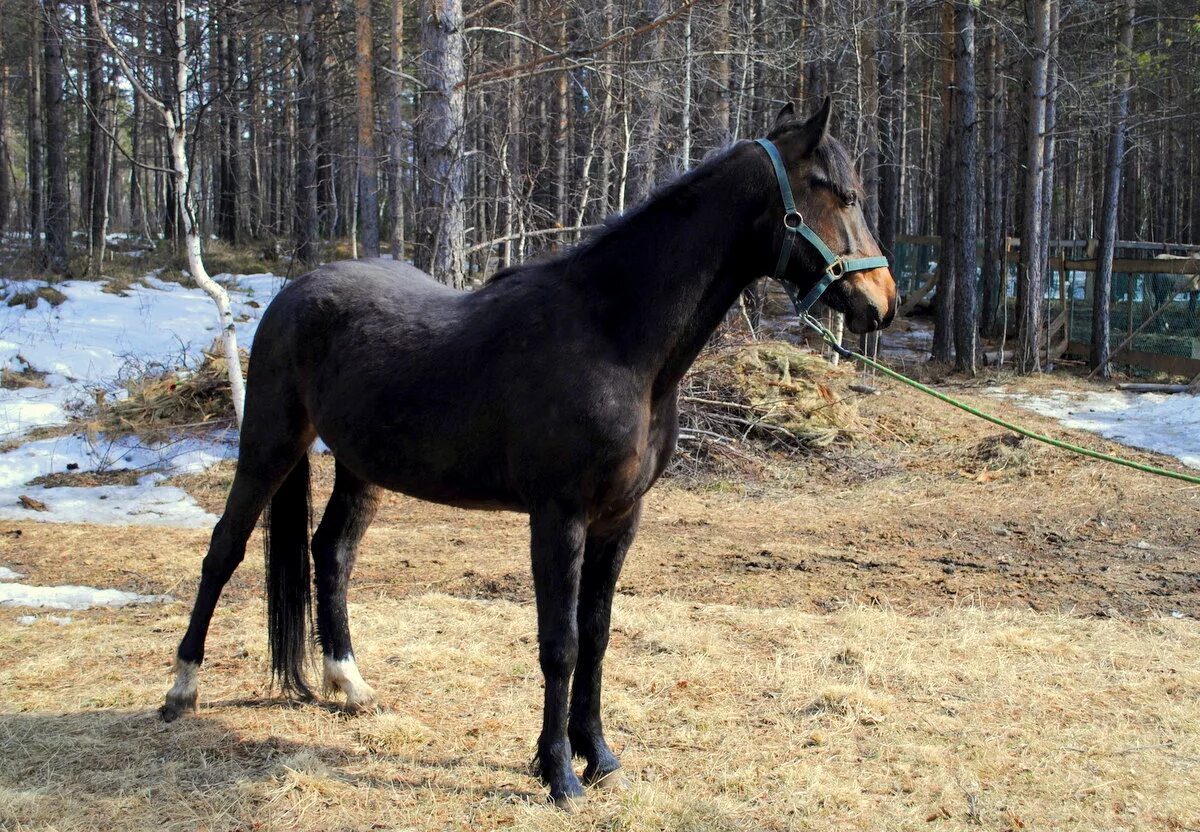 Карельская лошадь. Продажа коней. Липецкая лошадь. Лошадей по Тульской области.