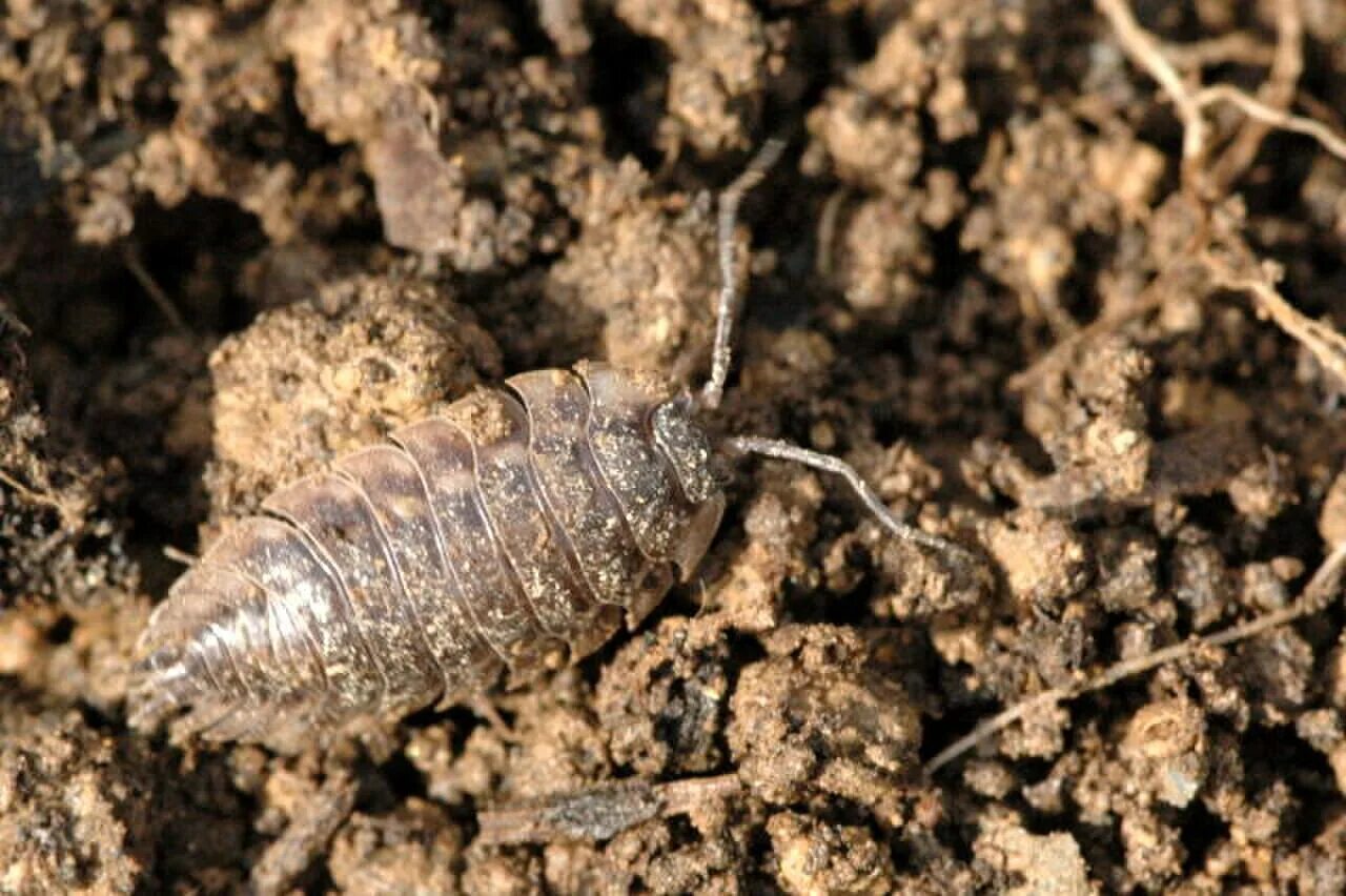 Мокрица на какой почве. Личинка мокрицы. земляной жук многоножка. oniscus asellus. почвенные вредители.