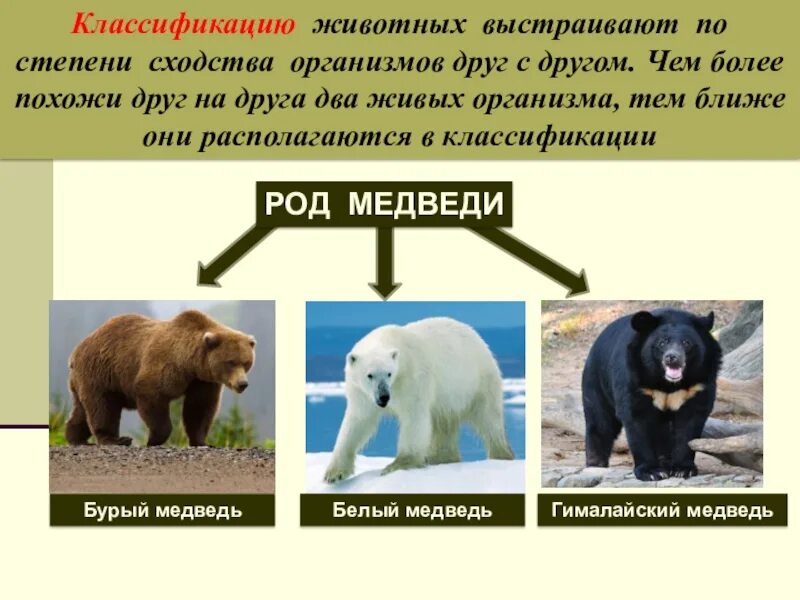 Медведь какой слова признаки. Классификация бурого и белого медведя. Классификация бурого медведя. Систематика медведя. Классификация животных медведь.