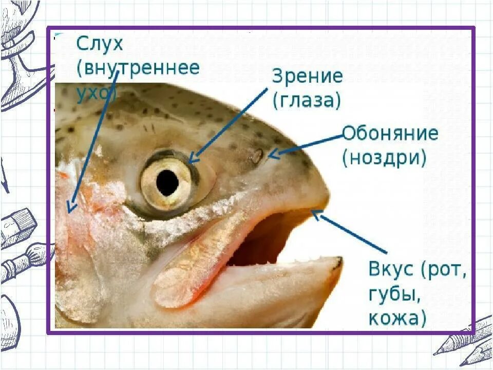 Органы чувств рыб. Органы чувств рыб строение. Органы обоняния у рыб. Органы органов чувств у рыб. Органы слуха у рыб находятся