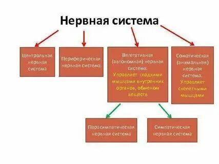 Работу чего регулирует соматическая нервная система