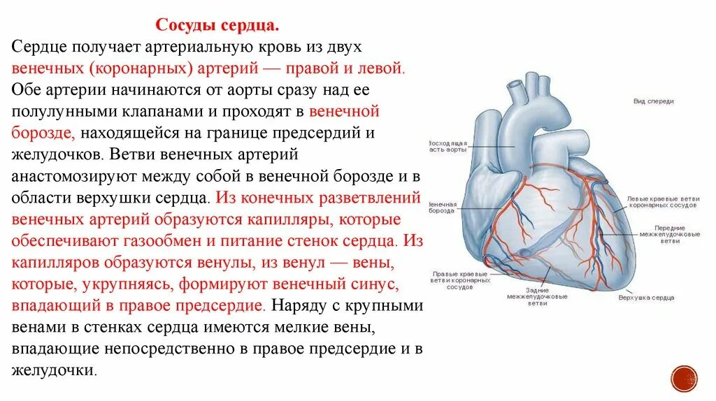 Схема коронарного кровообращения сердца. Кровоснабжение сердца топографическая анатомия. Венечный круг кровообращения сосуды сердца. Коронарные сосуды сердца краткие сведения таблица. Какие сосуды в левом предсердии