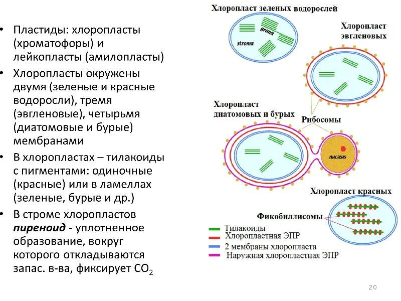 Пластиды прокариот. Строение рибосом прокариот и эукариот. Различие рибосом эукариот и прокариот. Отличия рибосом прокариот и эукариот. Рибосомы у прокариот и эукариот таблица.