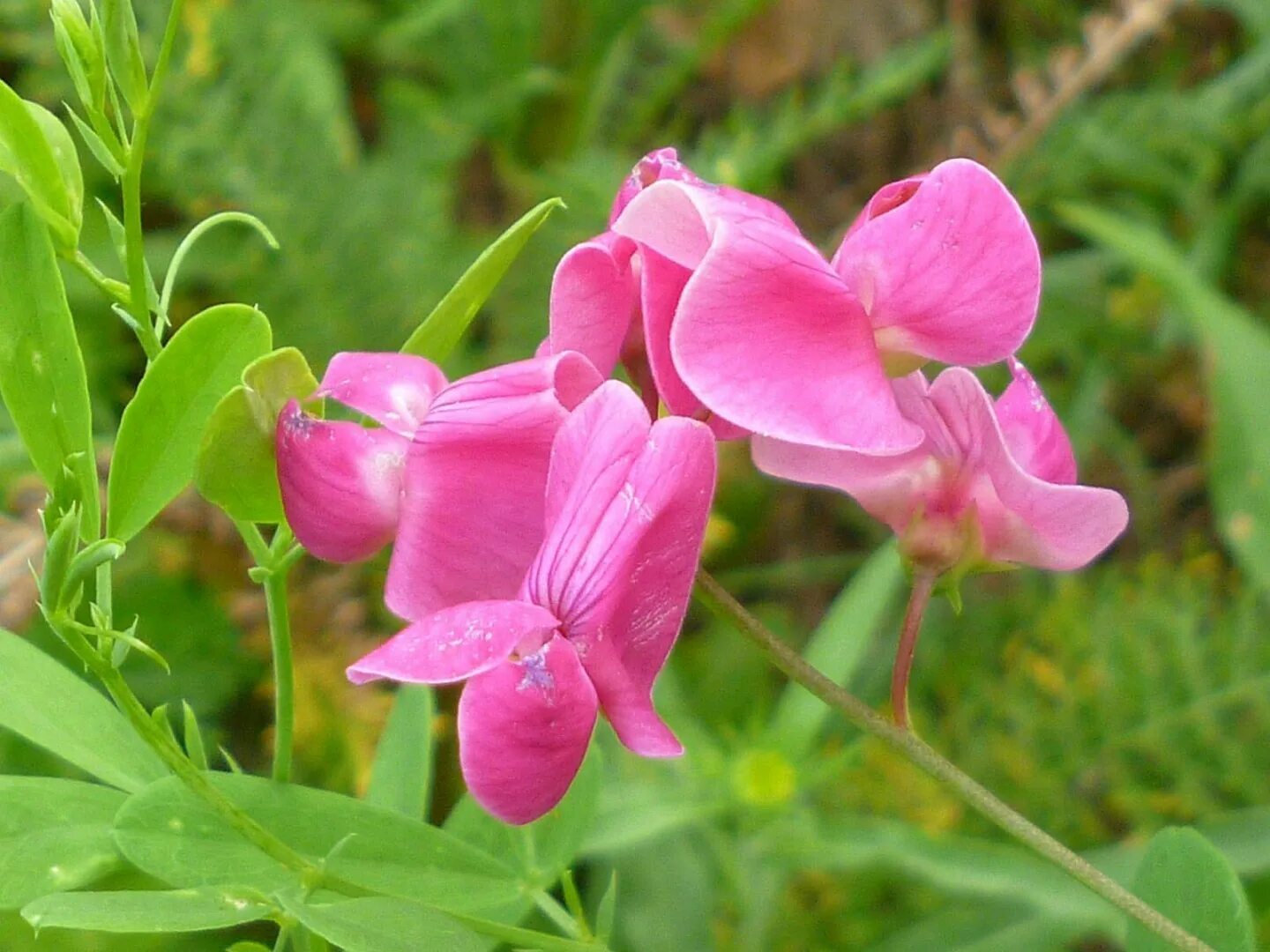 Чина Лесная Lathyrus Sylvestris. Бобовые Мотыльковые Вика. Цветок бобовых мотыльковых. Горох Лесной (чина Лесная) - Lathyrus Sylvestris. Горошек растение виды