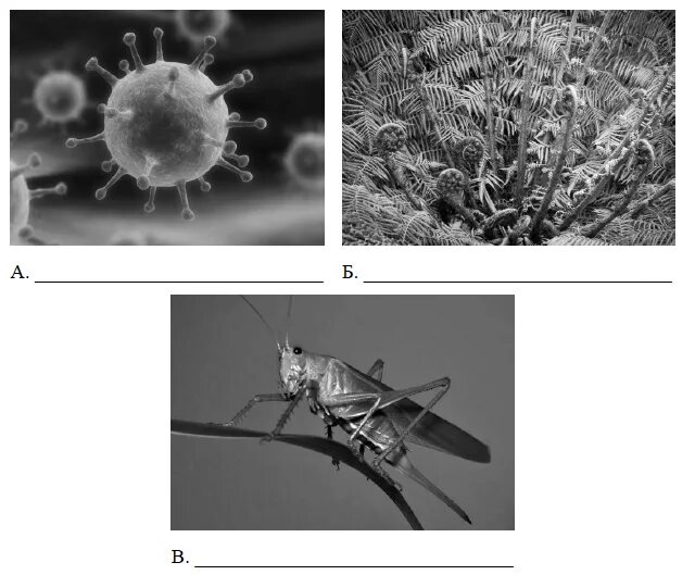 ВПР по биологии 5 класс 2021. Представители различных объектов природы. ВПР по биологии 5 класс вирусы растения животные. ВПР по биологии 5 класс вирусы бактерии растения.