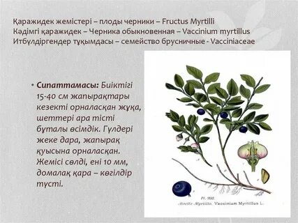 Черника описание