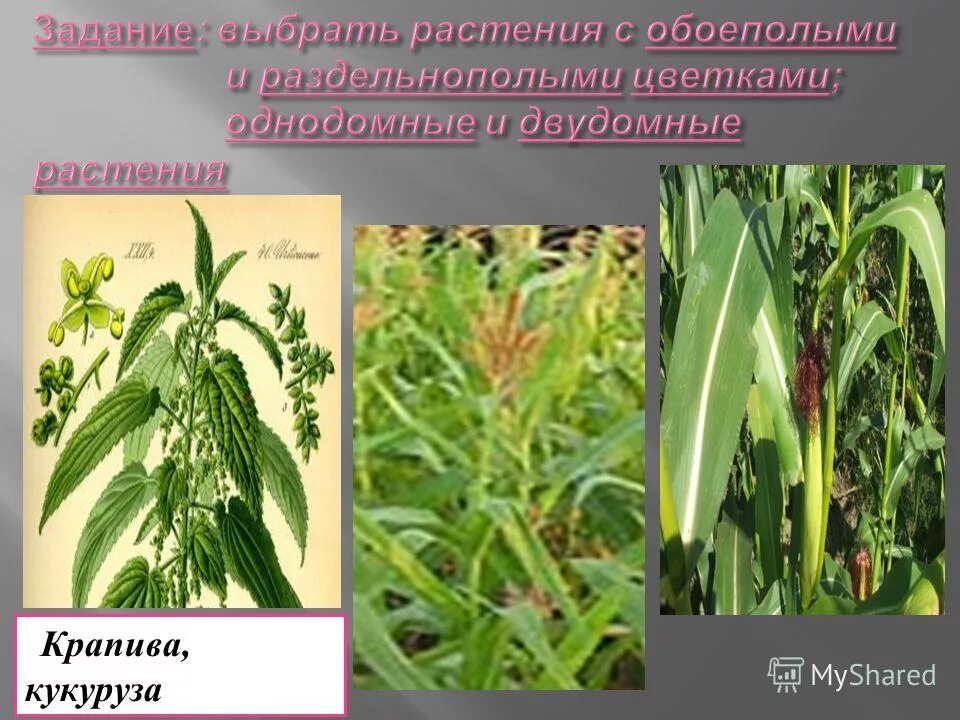 крапива двудомная (urtica dioica). крапива двудомная (urtica dioica)настой. крапива двудомное или однодомное растение. крапива крапива двудомная. крапива двудомная (urtica dioica l.