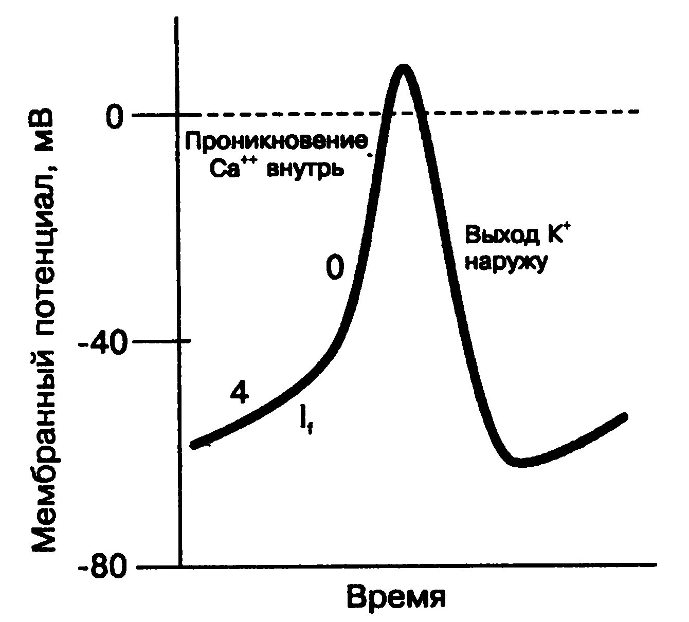 Пейсмекер. Потенциал действия пейсмекерных кардиомиоцитов. мембранный потенциал пейсмекерной клетки. потенциал действия пейсмекерных клеток. фазы пд пейсмекерных клеток.