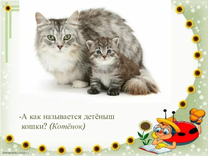 Как зовут детеныша кошки уровень. Кошка детеныш как называется. как зовут детёнышей кошки. как зовут детёнышей кошки 97. кошки и их котята презентация настоящая.