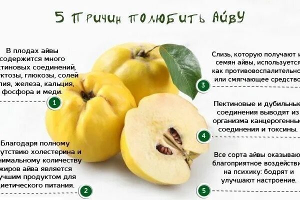 Айва японская: полезные свойства и противопоказания, польза и вред, фото