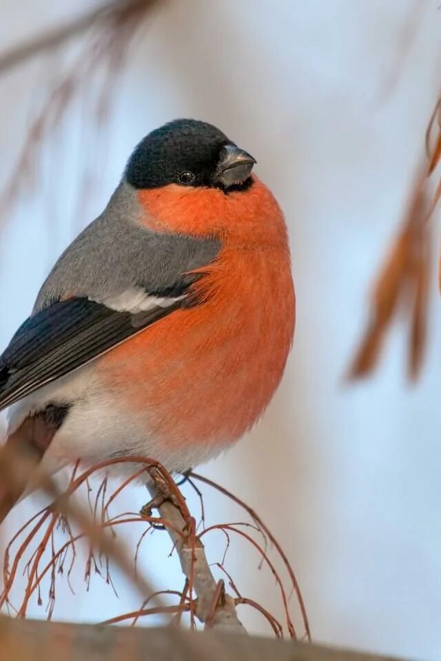 Зимующие птицы снегирь. Снегирь птица. Красноголовый снегирь. Желтогрудый снегирь. Снегирь фото.