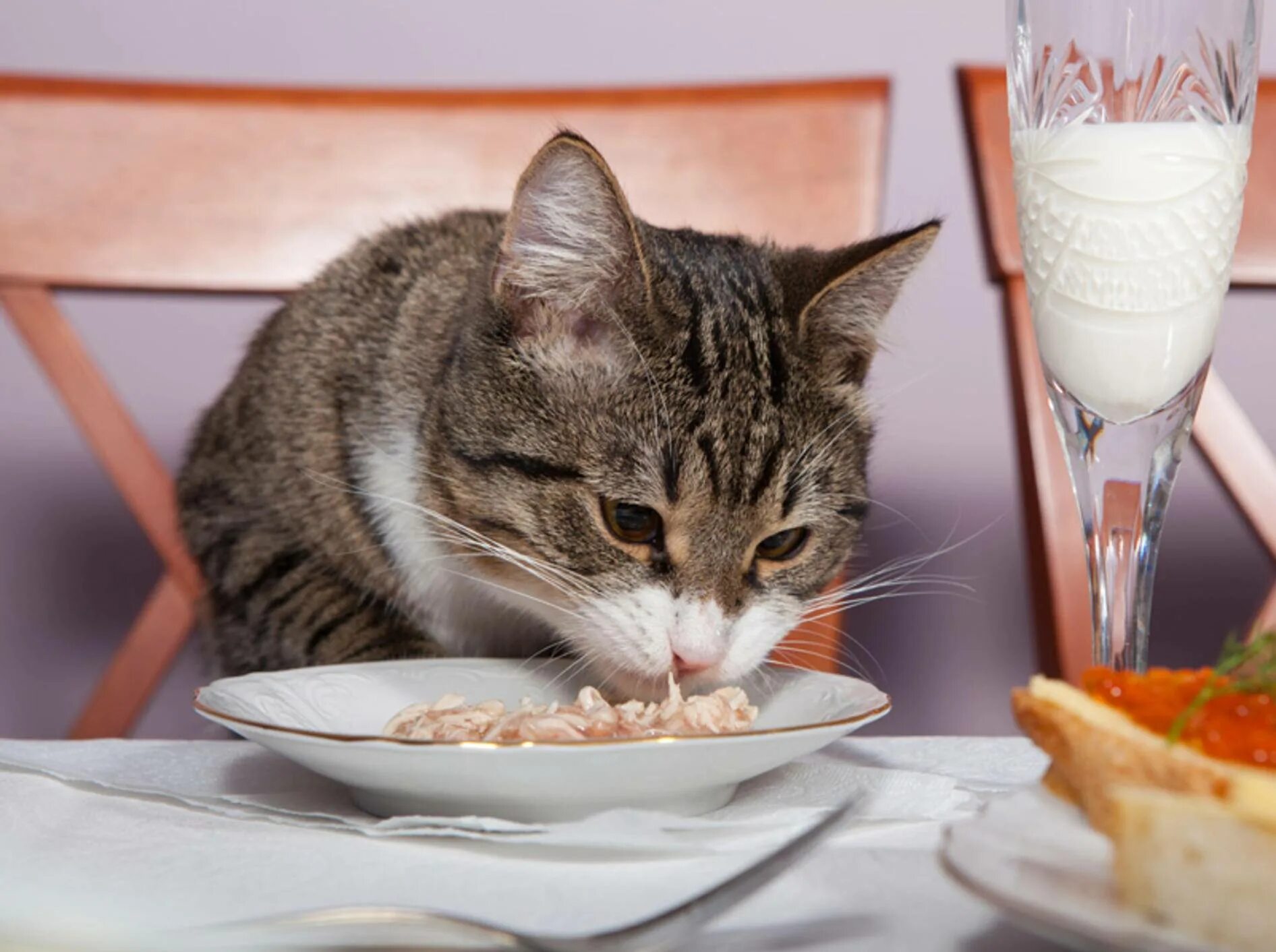 Корм для кошек. Еда для кошек. Миска для кошек. Корм для кошек. Кошка кушает корм.