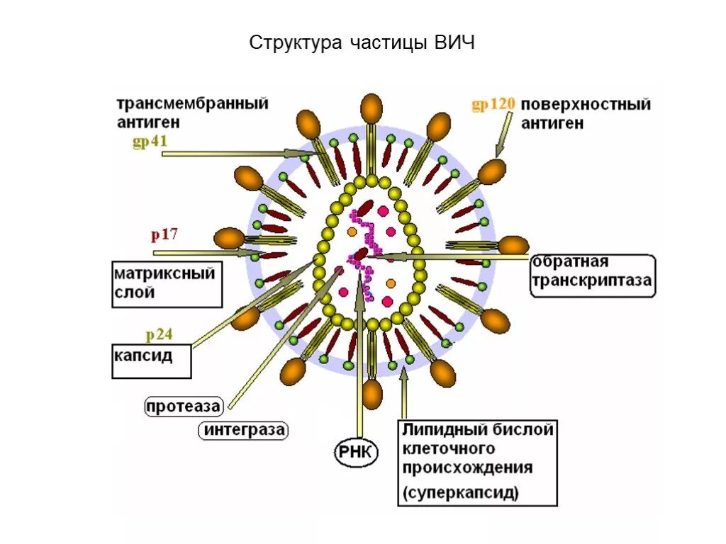 ВИЧ структура вириона. Вирус ВИЧ строение микробиология. Схема строения вируса иммунодефицита человека. Структура вируса СПИД. Антигены вируса иммунодефицита человека