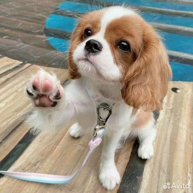 Pin by Sarah Henderson on Cavalier King Charles Spaniels Cavalier king charles s
