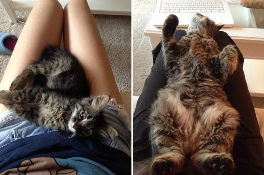 Почему кошка поворачивается. Котенок вырос. котята которые вырастают большими. кошка между ног. кошка взрослеет.