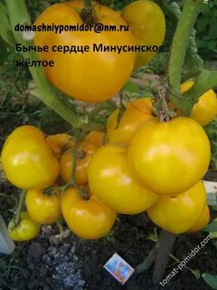 Томат минусинское бычье сердце характеристика и описание