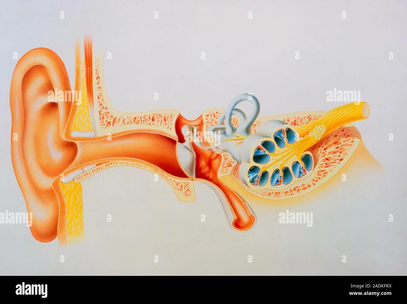 Если в ухо кто то заполз. Инородные тела наружного слухового прохода. Если в ухо кто то заполз. Если в ухо кто то заполз. Если в ухо кто то заполз.