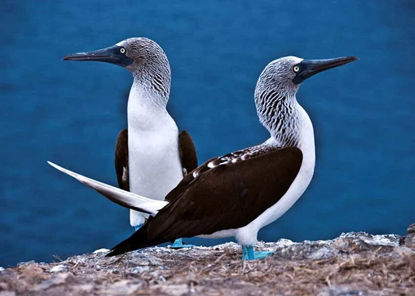 Галапагосские птицы. Новый вид птиц Галапагосы. Blue Footed Birds. Птицы галапагосских островов