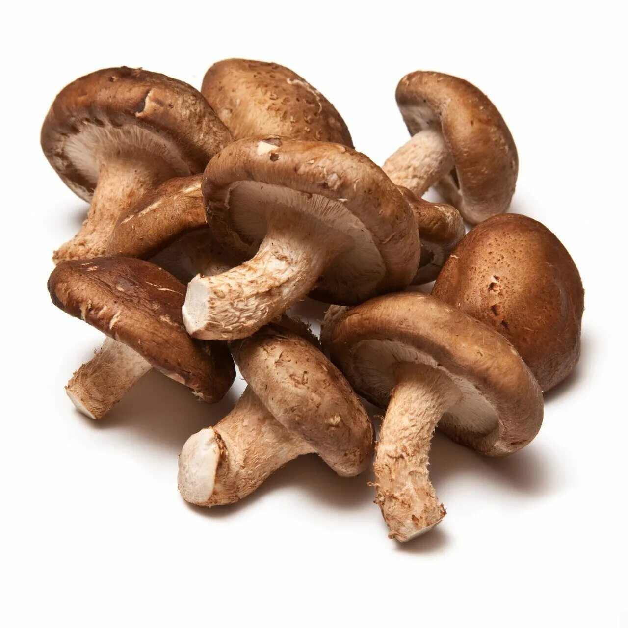 Грибы Shiitake. Грибы японские шитаки. Опята шиитаке. Шиитаке Lentinus edodes.