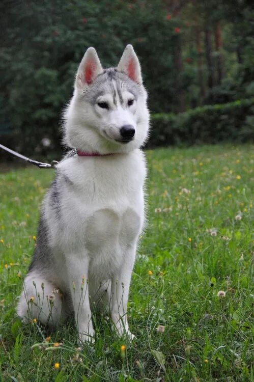 Ошейник для лайки. Сибирский хаски. Якутская аборигенная лайка. Сибирский хаски. Западно сибирская лайка.
