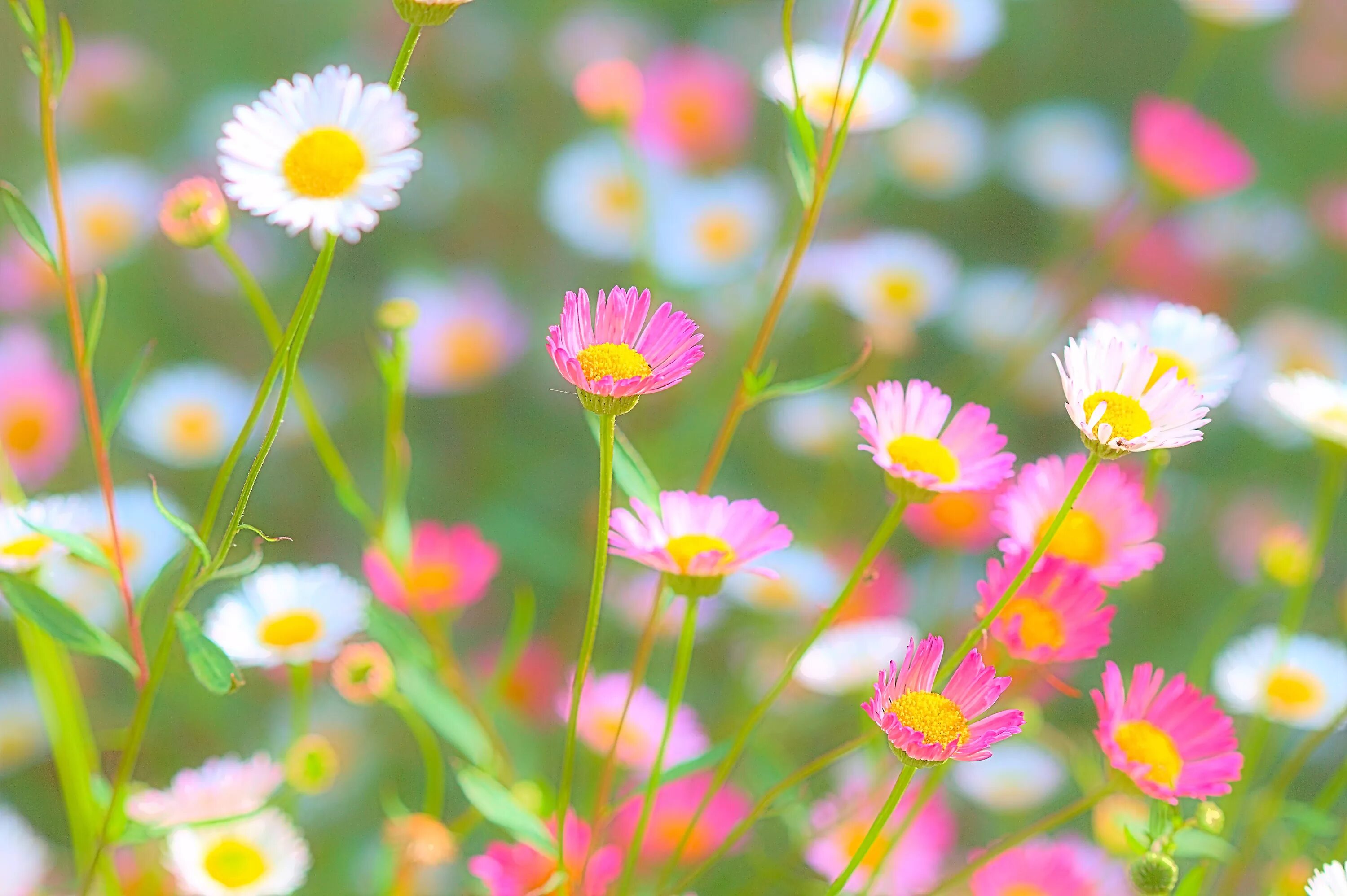 Полевые цветы. Летние цветы. Луговые цветы. Разноцветные полевые цветы. Лето цвет розовый