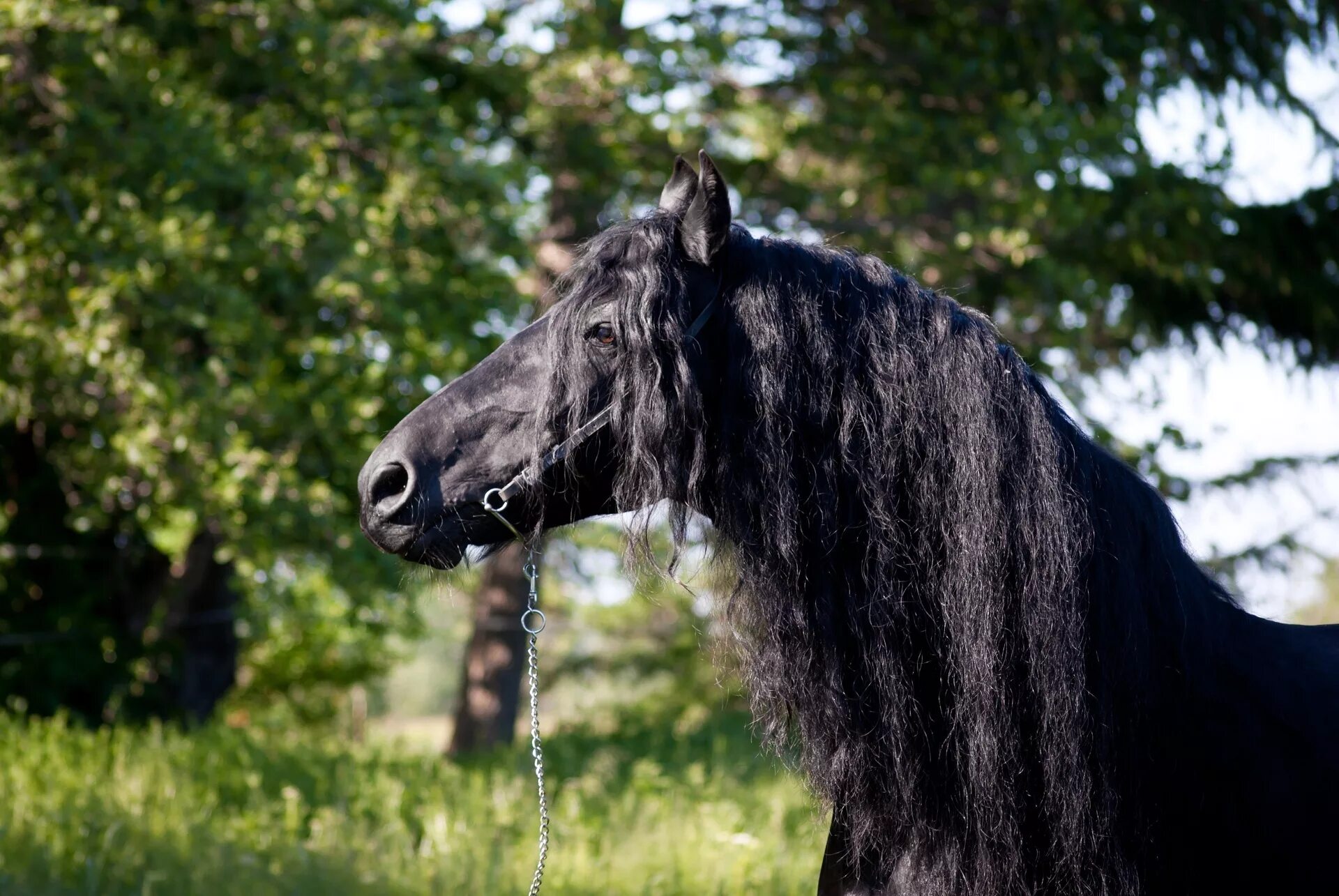 Конь с черной гривой. Черная Вороная лошадь. Фризская Вороная. Вороная Фризская лошадь. Фризская лошадь грива.