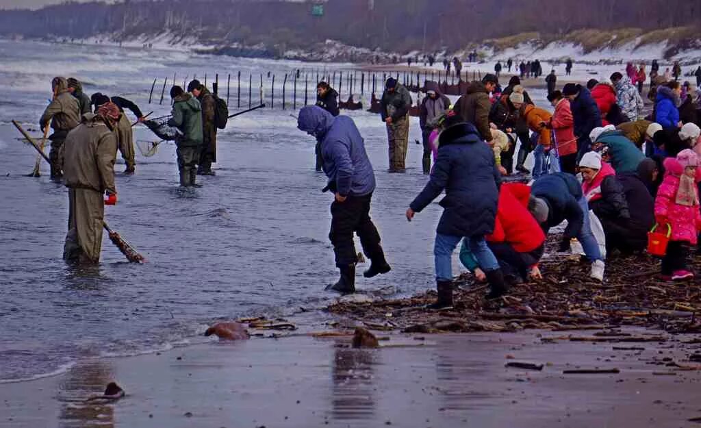 Ловли янтаря. Янтарь после шторма в Калининграде. Балтийского моря янтарь янтаря. Шторм янтарь Калининград. Добыча янтаря в Калининграде в море.