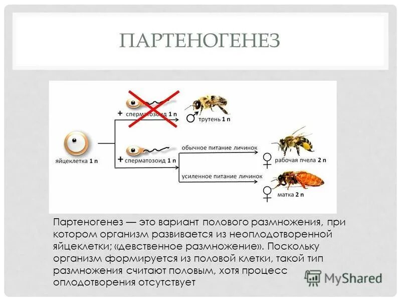 Партеногенетическое размножение. Неоплодотворенная яйцеклетка тип размножения. Биологическое значение партеногенеза. Полярность яйца. Партеногенез тли.