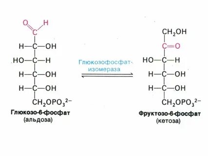 Фруктозо 1 фосфат глюкозо 1 фосфат