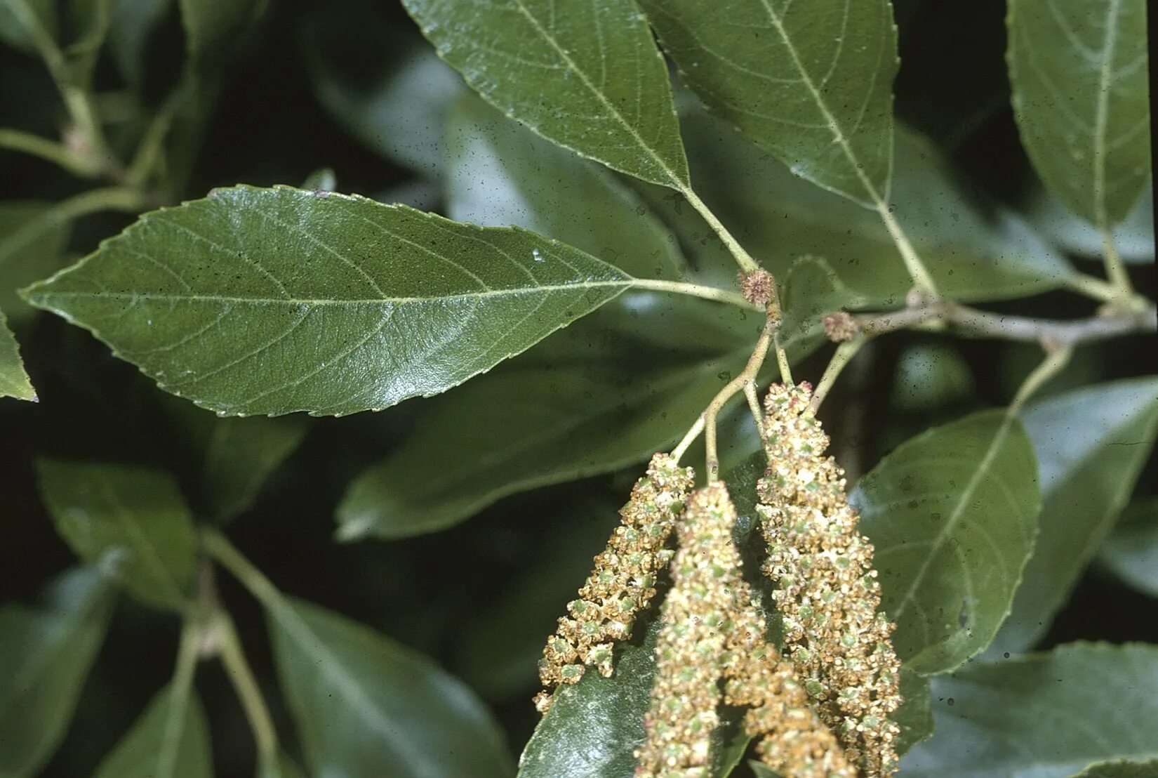 Ольха Приморская. Alnus nepalensis. Alnus mandshurica. Ольха в Башкирии.