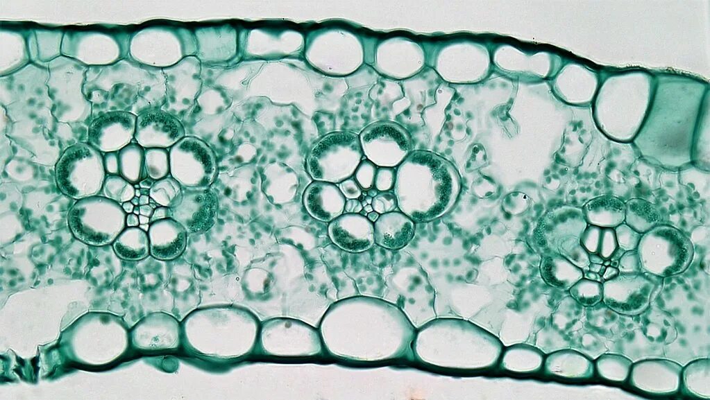 Длинные и тонкие клетки. Кутикула растительной клетки. leaf cross section. водоносная паренхима под микроскопом. мезофилл листа под микроскопом.