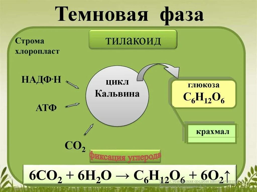 Темновые реакции. Биология 10 класс темновая световая фаза. Темновая фаза фотосинтеза ЕГЭ. Биология фотосинтез 10 класс световая и темновая фаза. Световая и темновая фаза фотосинтеза ЕГЭ.