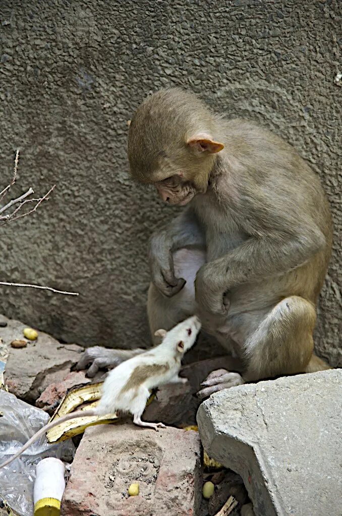 лапа макаки. обезьянка в круглой рамке. обезьяна и мышь. мышка мартышка. мышка и обезьянка.