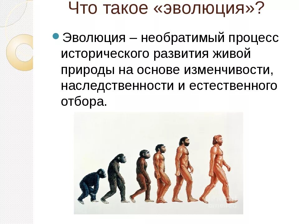 Эволюция определение. Эволюция. эволюция это в биологии. необратимое историческое развитие живой природы.