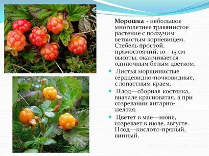 Морошка групп