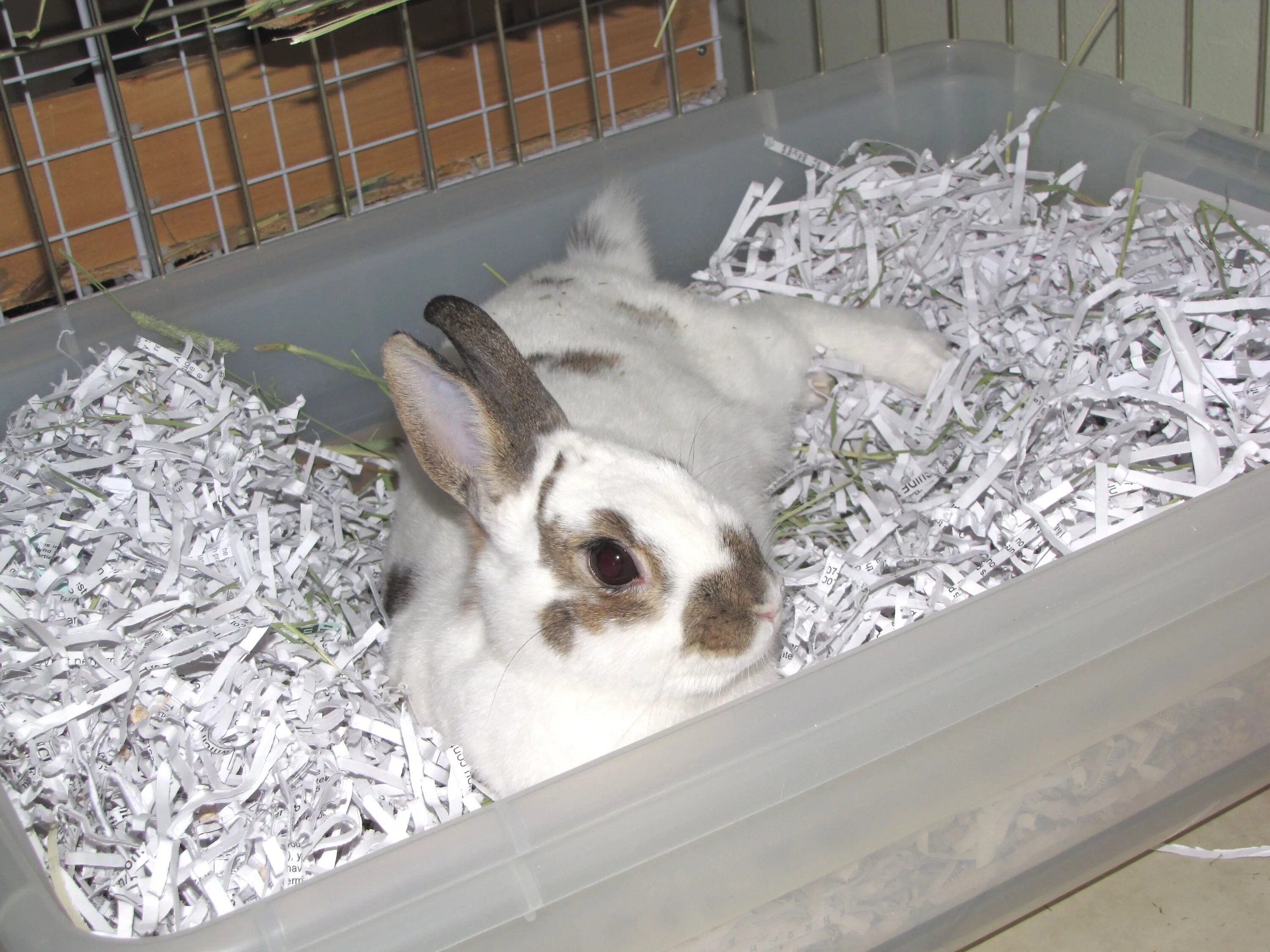 Можно ли мыть кролика декоративного. Клетка для кроликов. Кролик в квартире. Правильное ухаживание за кроликами. Игрушки для кроликов декоративных.